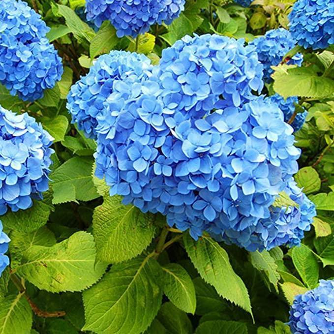 Buvala™-Hydrangea Seed Bonsai Flower Seeds Hydrangea Perennial Garden Home