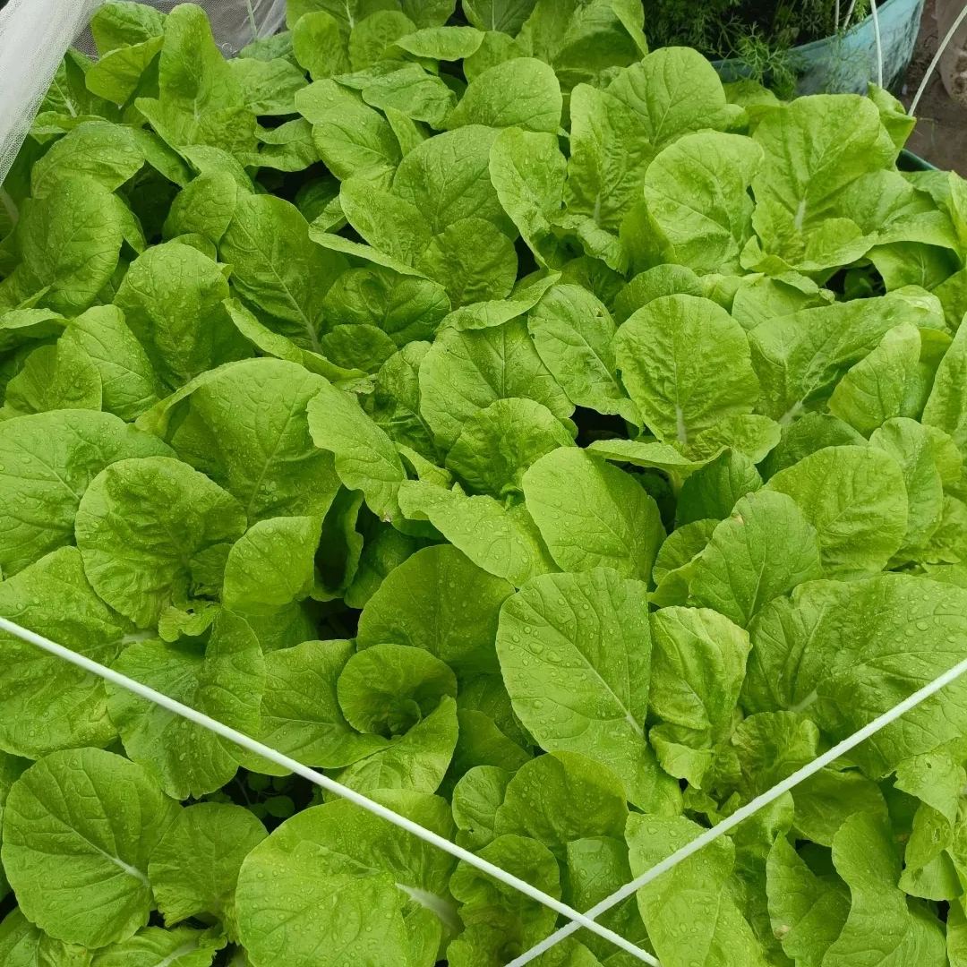 Buvala™-🌿3000 PCS-Fast-Growing Cream Lettuce Seeds