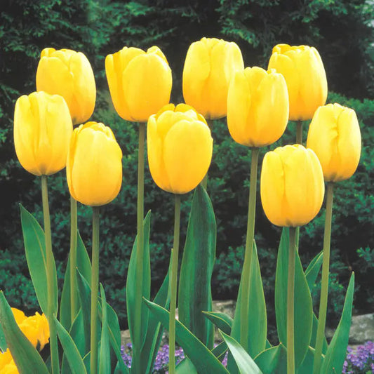 Buvala™-Bonsai Rare Color Tulip Seeds