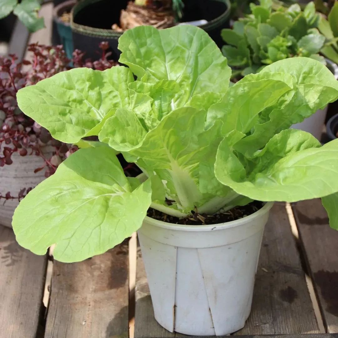 Buvala™-🌿3000 PCS-Fast-Growing Cream Lettuce Seeds