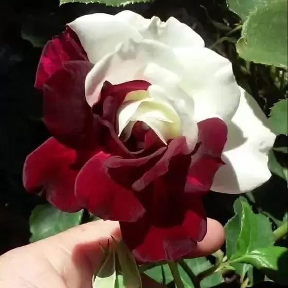 Buvala™-🌹Rare Twin Roses Seeds