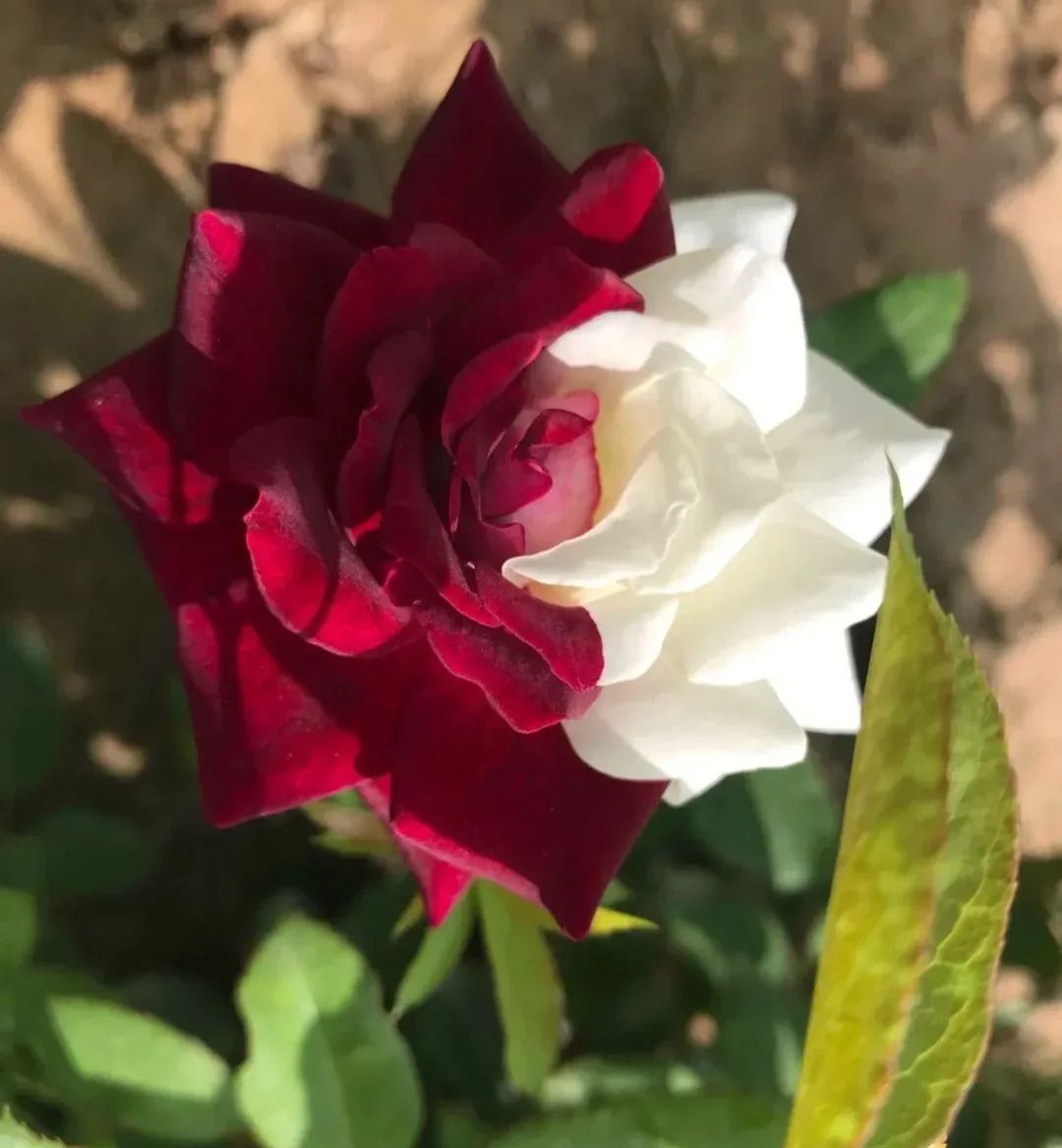 Buvala™-🌹Rare Twin Roses Seeds