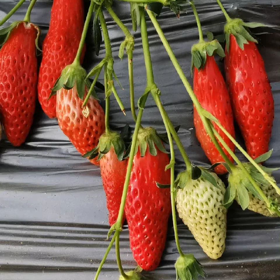 Buvala™-Rare Chili Strawberry Fruits Seeds