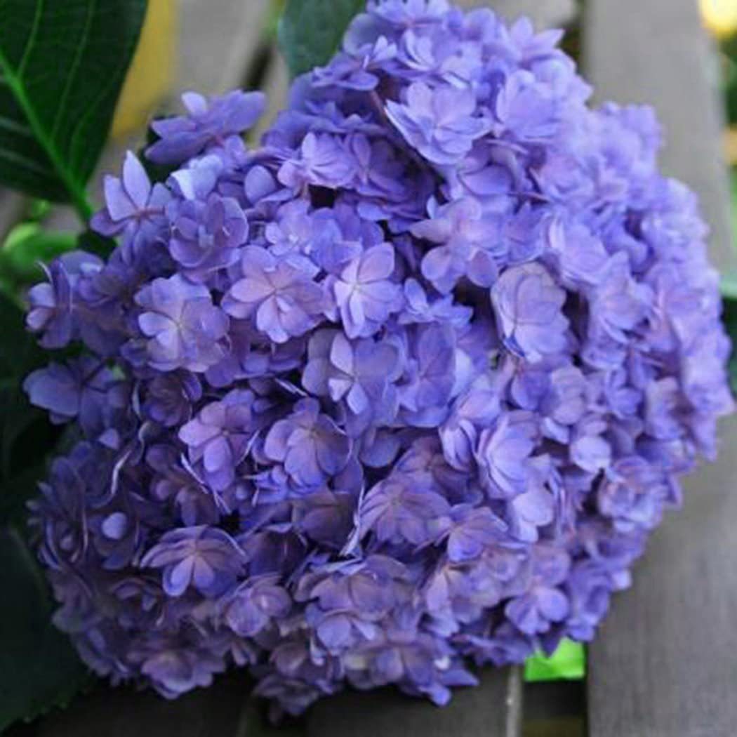 Buvala™-Hydrangea Seed Bonsai Flower Seeds Hydrangea Perennial Garden Home