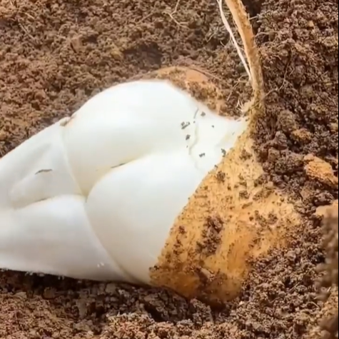 Buvala™-Jicama Pachyrhizus Erosus Seeds