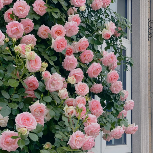 Buvala™-🌹Climbing Rose Seeds - Luck Rises