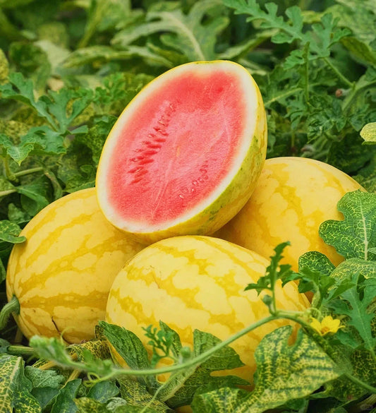 Buvala™-Yellow Skinned Red Flesh Watermelon Seeds