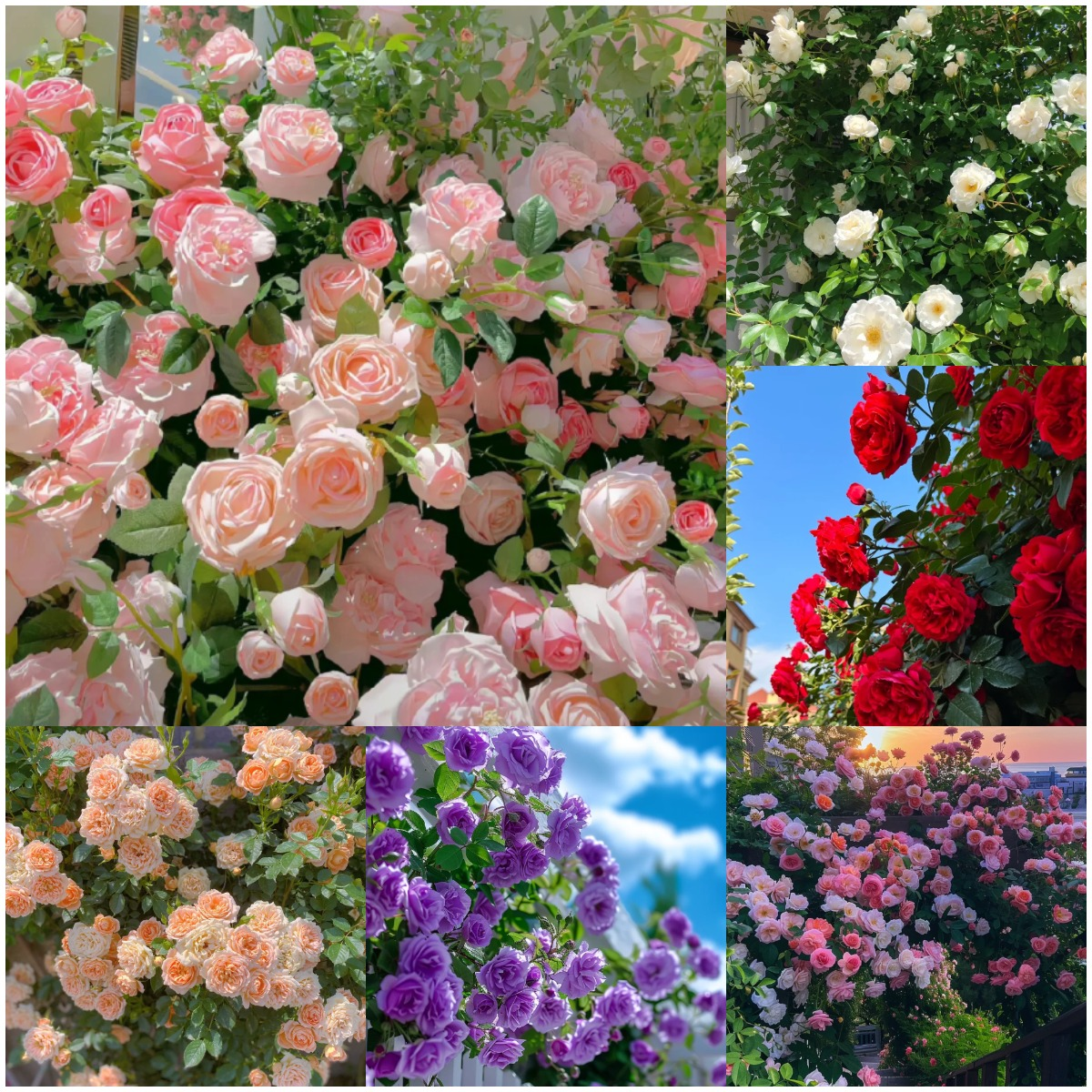 Buvala™-🌹Climbing Rose Seeds - Luck Rises