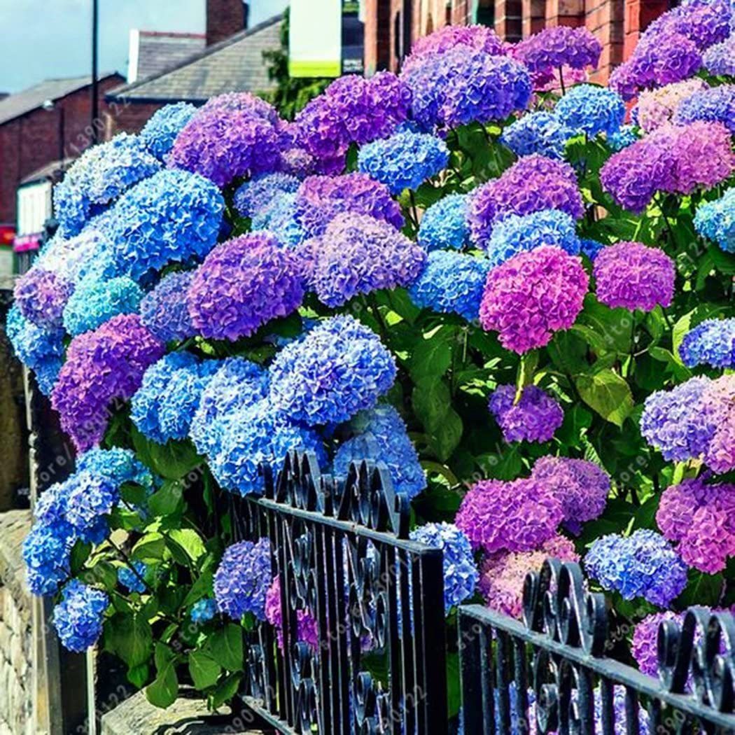 Buvala™-Hydrangea Seed Bonsai Flower Seeds Hydrangea Perennial Garden Home