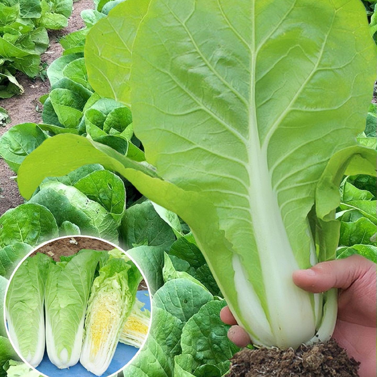 Buvala™-🌿3000 PCS-Fast-Growing Cream Lettuce Seeds