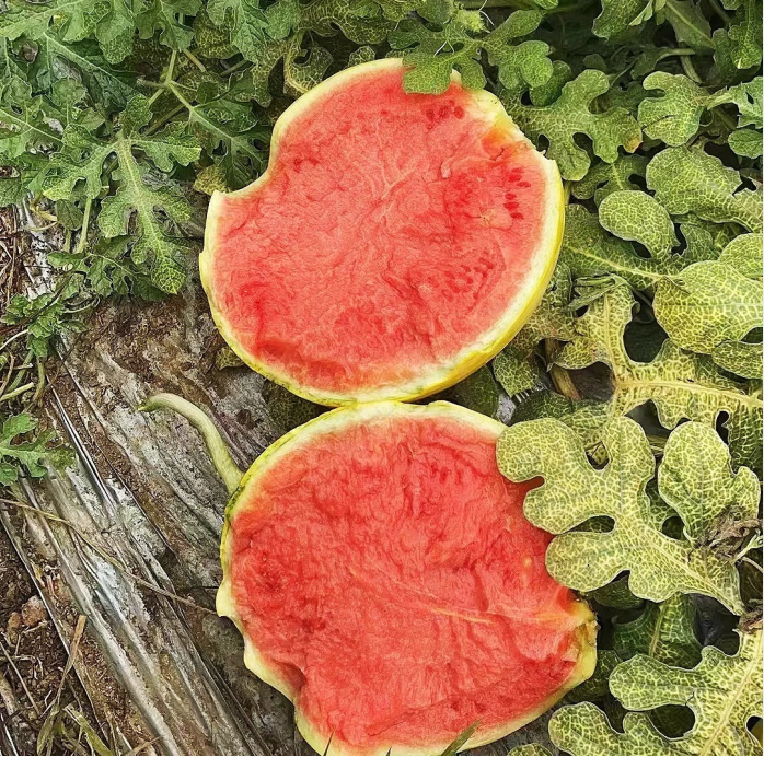 Buvala™-Yellow Skinned Red Flesh Watermelon Seeds