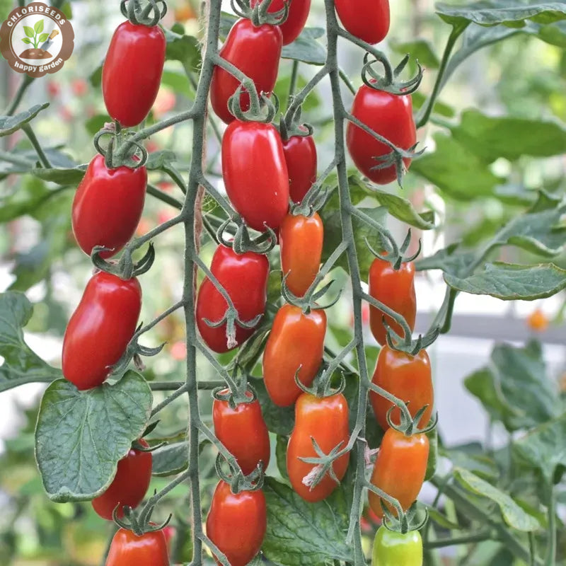 Buvala™-Waterfall Tomatoes Seeds-High Yield