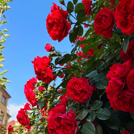 Buvala™-🌹Climbing Rose Seeds - Luck Rises