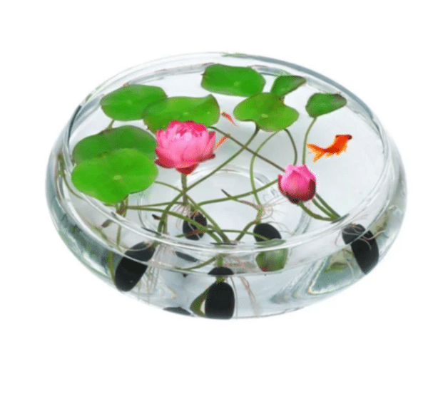 Buvala™-THE PREMIUM BONSAI LOTUS FLOWER SEEDS