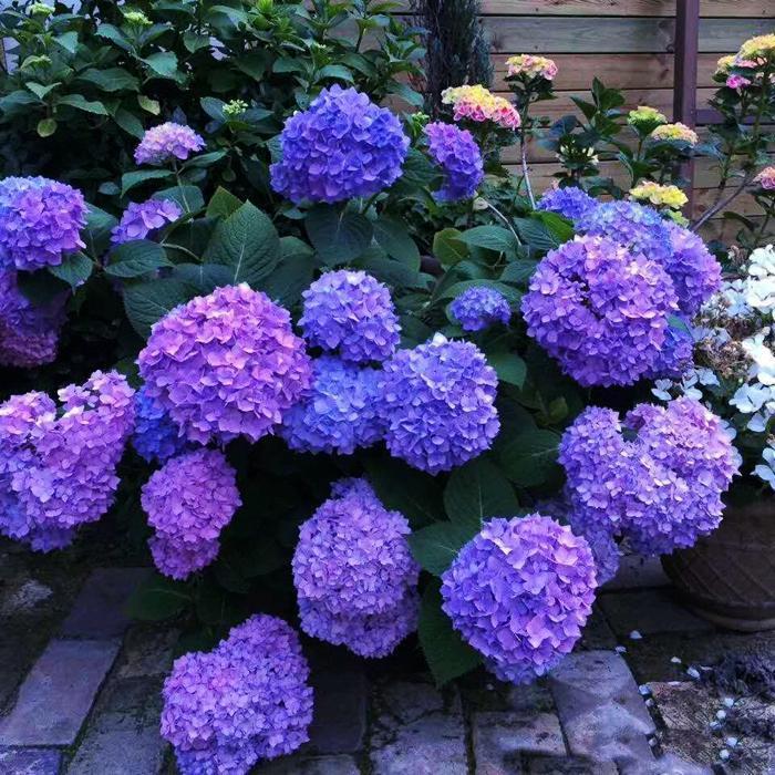 Buvala™-Hydrangea Seed Bonsai Flower Seeds Hydrangea Perennial Garden Home