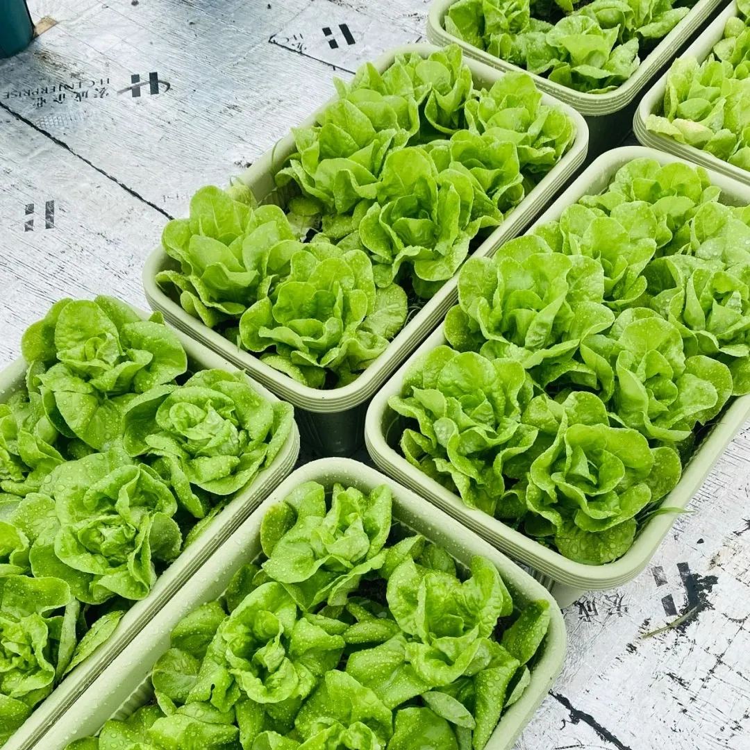 Buvala™-🌿3000 PCS-Fast-Growing Cream Lettuce Seeds