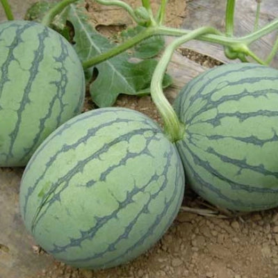 Buvala™-🍉Thin Skin Ruby Mini Watermelons Seeds