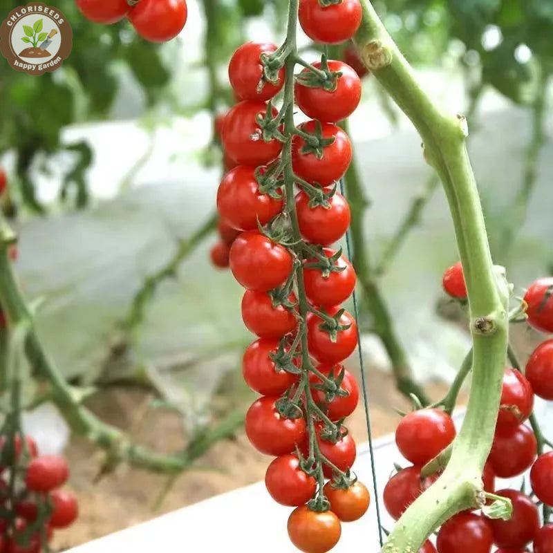 Buvala™-Waterfall Tomatoes Seeds-High Yield