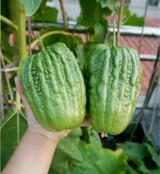 Buvala™-Big Top Bitter Melon Seeds