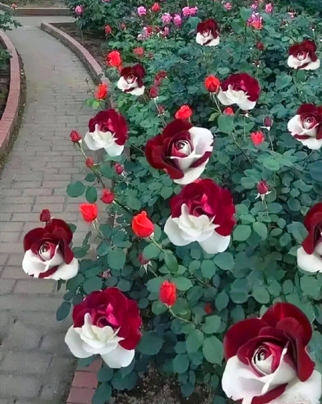 Buvala™-🌹Rare Twin Roses Seeds