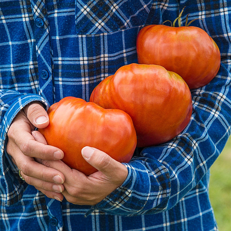 Buvala™-Giant Delicious Tomato / Up to 2kg (20 Seeds a Pack)