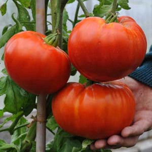 Buvala™-Giant Delicious Tomato / Up to 2kg (20 Seeds a Pack)