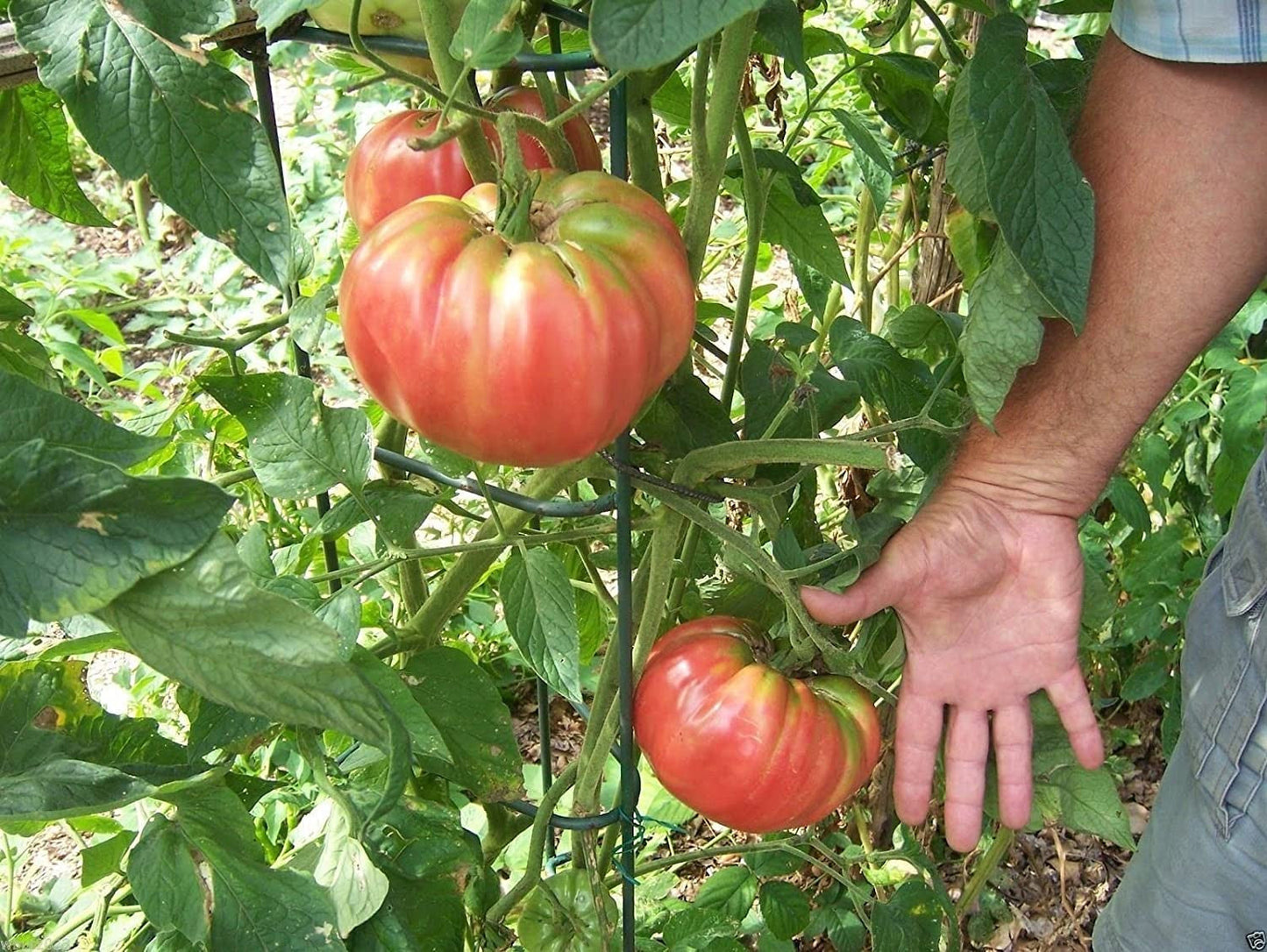 Buvala™-Giant Delicious Tomato / Up to 2kg (20 Seeds a Pack)